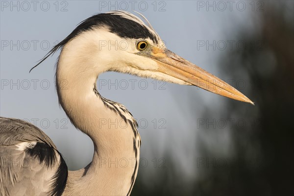 Grey heron (Ardea cinerea)