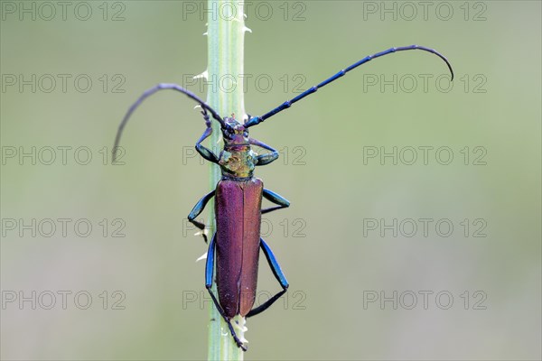Musk beetle (Aromia moschata) at Halm