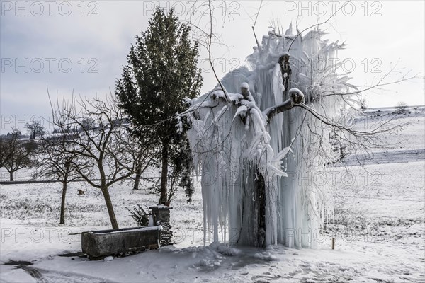 Frozen tree with long icicles