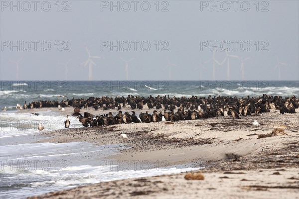 White-breasted Cormorants (Phalacrocorax carbo lucidus)