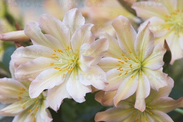 Bitterroot (Lewisia tweedyi)