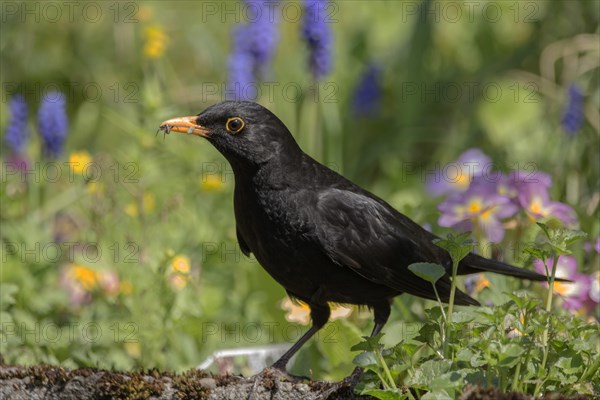 Blackbird (Turdus merula) male in the flower meadow with food in his beak