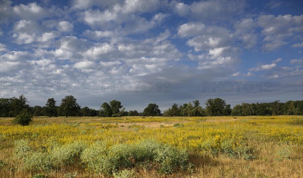 Flowering meadow