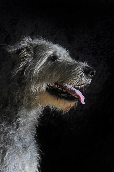 Irish Wolfhound