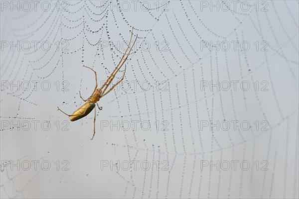 Common Stretch-spider (Tetragnatha extensa)