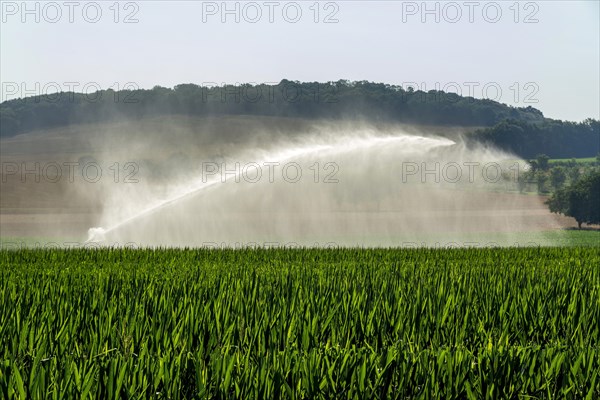 Watering in a field of sunflower