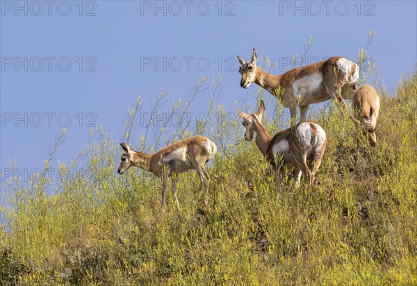 Pronghorns (Antilocapra americana)