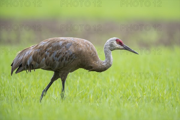 Sandhill crane (Grus canadensis) on field