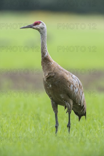 Sandhill crane (Grus canadensis) on field