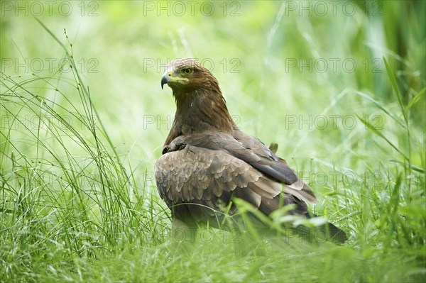 Lesser spotted eagle (Clanga pomarina) in a meadow