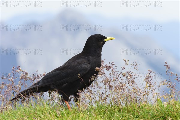 Alpine Chough (Pyrrhocorax graculus)