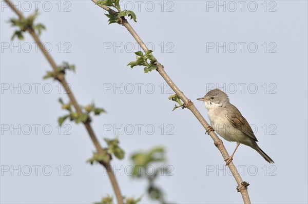 Common whitethroat (Sylvia communis) on a branch