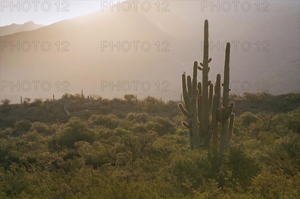 Giant Saguaro (Carnegiea gigantea)