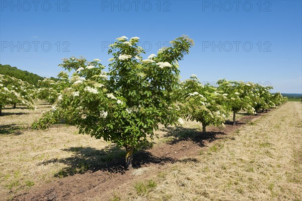 Plantation with Elder (Sambucus nigra)