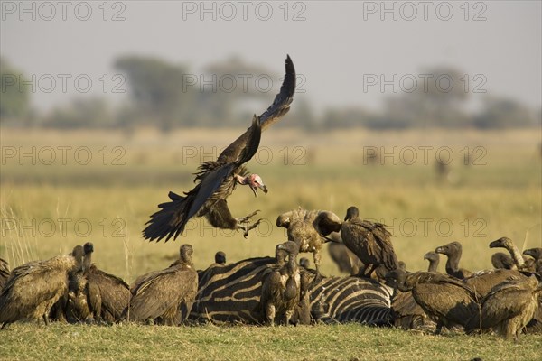 Lappet-faced Vulture (Torgos tracheliotus)