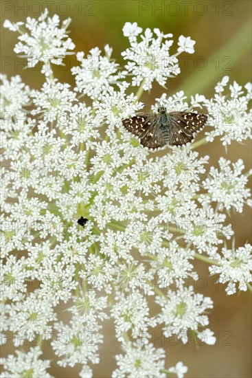 Grizzled Skipper (Pyrgus malvae)