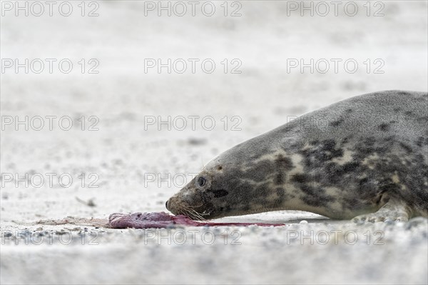 Grey seal (Halichoerus grypus)