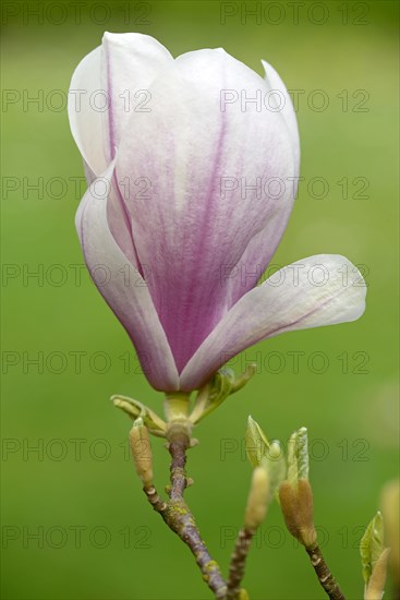 Chinese Magnolia (Magnolia x soulangeana)