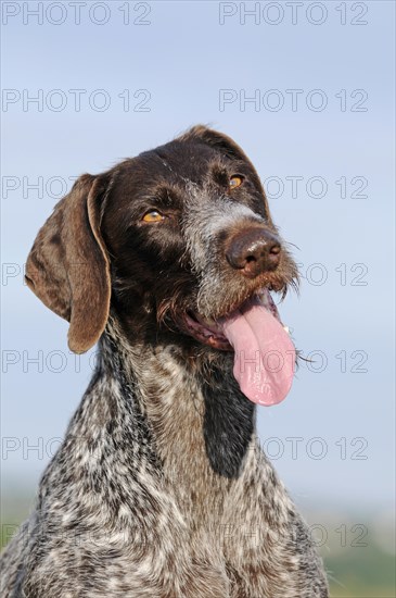 German Wirehaired Pointer