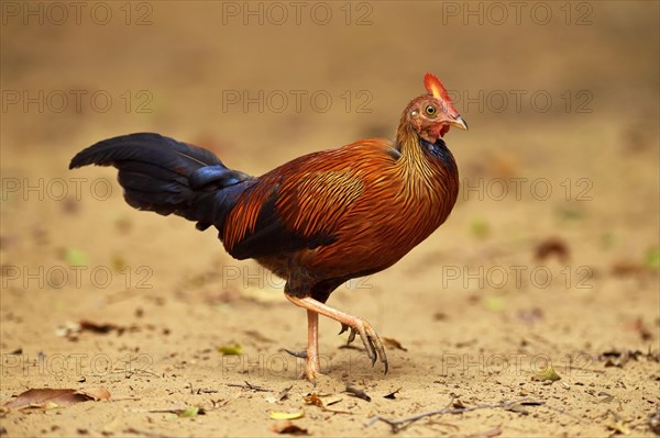 Sri Lankan junglefowl (Gallus lafayetii)