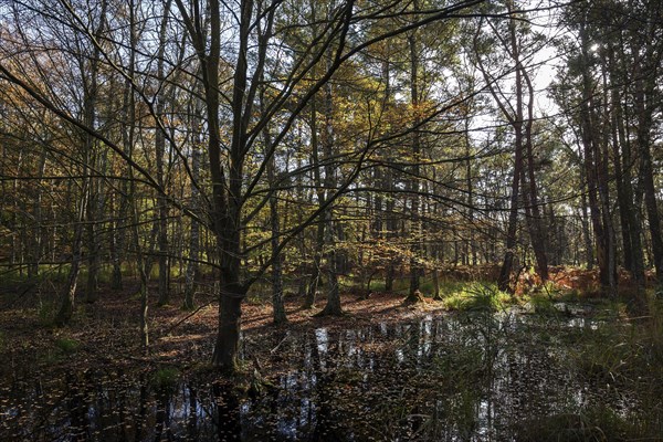 Moorland landscape with autumnal trees in the Osterwald