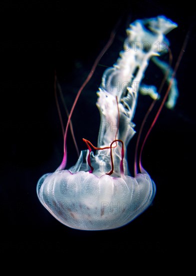 Illuminated purple-striped jellyfish (Chrysaora colorata)