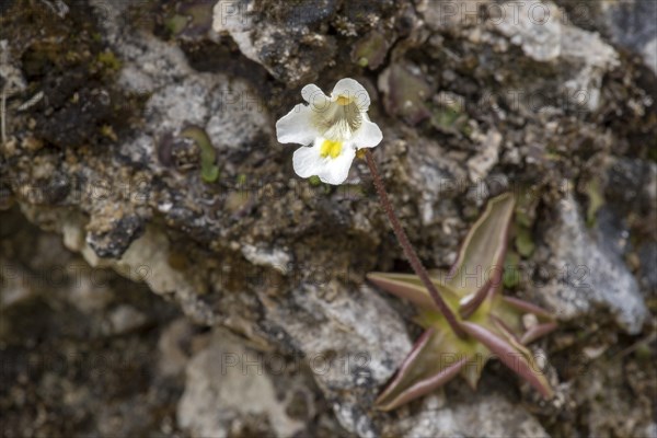 Alpine butterwort (Pinguicula alpina) on rocky ground
