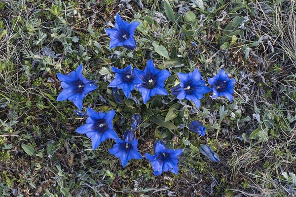 Stalkless gentian (Gentiana clusii)