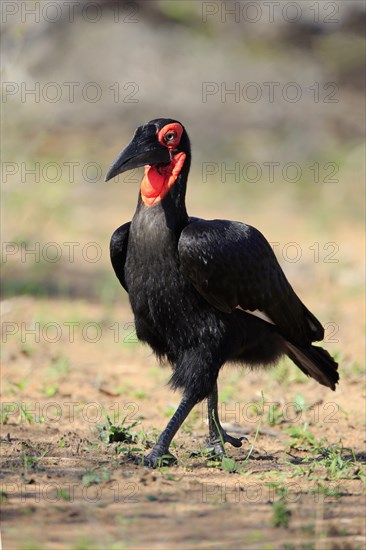 Southern ground hornbill (Bucorvus leadbeateri)