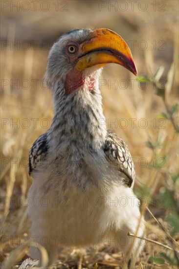 Southern Yellow-billed Hornbill (Tockus leucomelas) Erindi Game Reserve