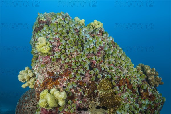 Colony of Urn Ascidian or green barrel sea squirt (Didemnum molle) on the rock