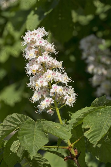 Chestnut blossom