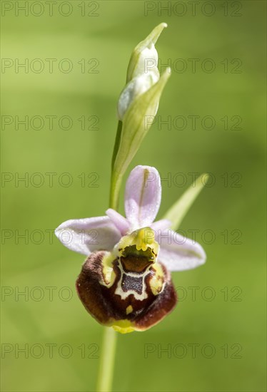 Late spider-orchid (Ophrys fuciflora)