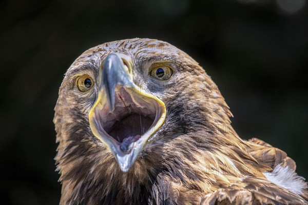 Eastern imperial eagle (Aquila heliaca)