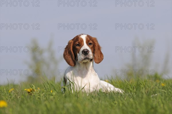 Irish Red and White Setter