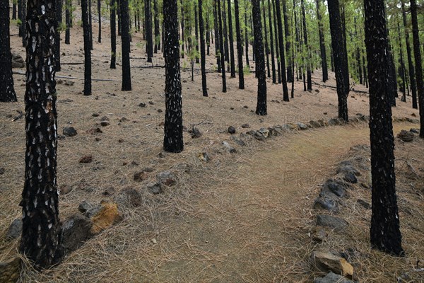 Pine forest with Canary pines (Pinus canariensis)