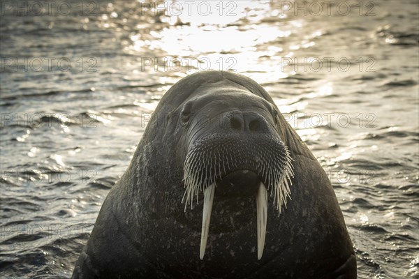 Walrus (Odobenus rosmarus)
