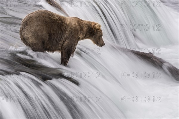 Brown bear (Ursus Arctos) stands in rapids during salmon fishing