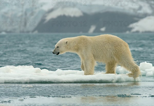 Polar bear (Ursus maritimus) runs over ice floes