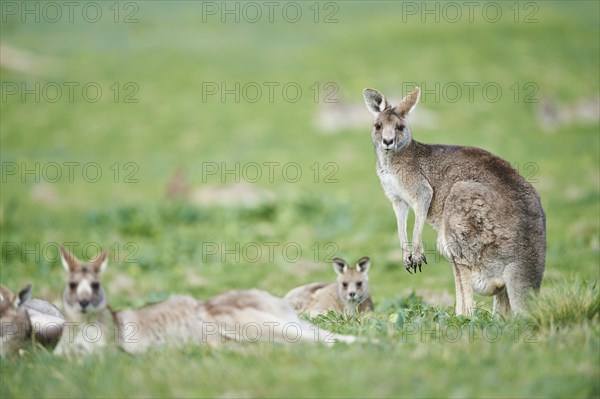 Eastern grey kangaroos (Macropus giganteus) on a meadow