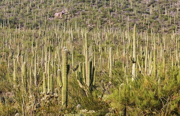 Saguaro (Carnegiea gigantea)