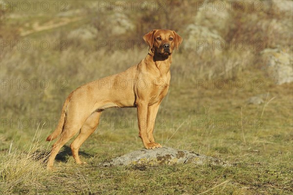 Labrador Retriever