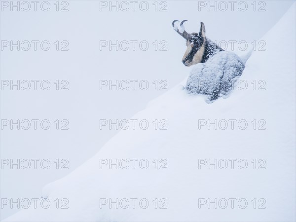 Chamois (Rupicapra rupicapra) sits in the snow on a steep slope