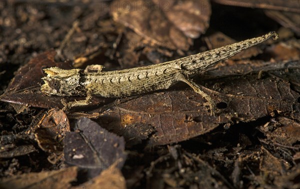 Chameleon (Brookesia thieli)