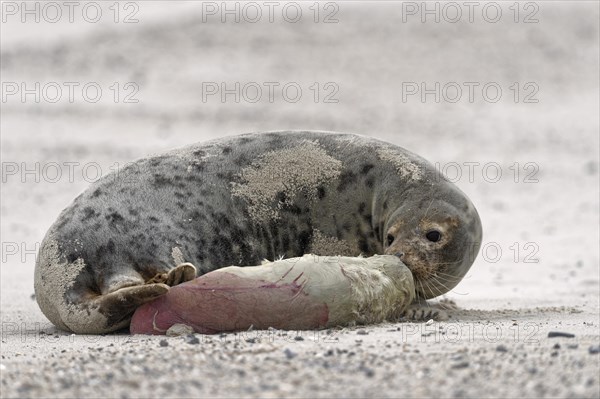 Grey seal (Halichoerus grypus)