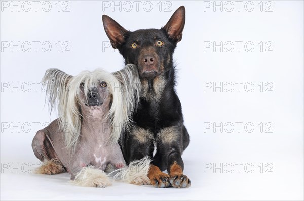 Chinese Crested Hairless Dog