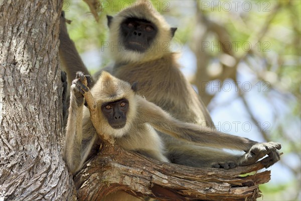 Tufted gray langur (Semnopithecus priam)