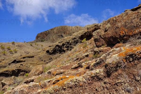 Colourful lichens on volcanic rock