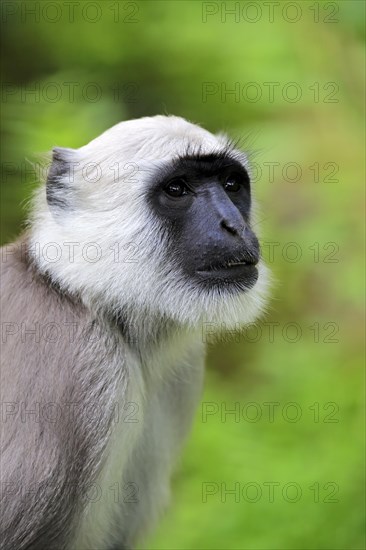 Northern plains gray langur (Semnopithecus entellus)