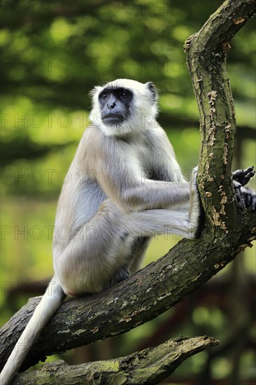 Northern plains gray langur (Semnopithecus entellus)